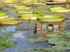 Spiegelung im Seerosenteich