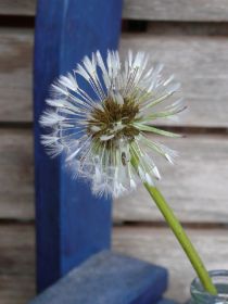 Pusteblume